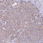 ARL11 Antibody in Immunohistochemistry (Paraffin) (IHC (P))