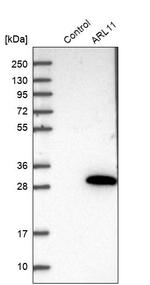 ARL11 Antibody in Western Blot (WB)