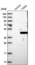 TGDS Antibody in Western Blot (WB)