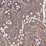 MRPL48 Polyclonal Antibody