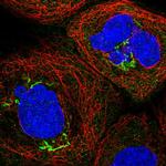 CCDC68 Antibody in Immunocytochemistry (ICC/IF)