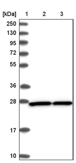 eIF6 Antibody in Western Blot (WB)
