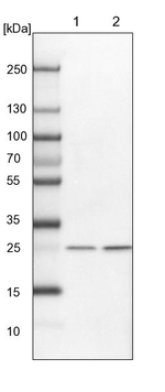 eIF6 Antibody in Western Blot (WB)