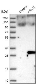ARL11 Antibody in Western Blot (WB)