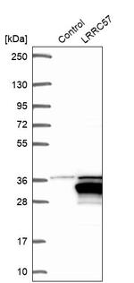 LRRC57 Antibody in Western Blot (WB)