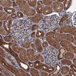 HDDC3 Antibody in Immunohistochemistry (Paraffin) (IHC (P))