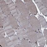 HDDC3 Antibody in Immunohistochemistry (Paraffin) (IHC (P))