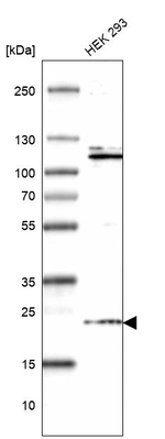 HDDC3 Antibody in Western Blot (WB)