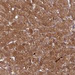 PGBD4 Antibody in Immunohistochemistry (Paraffin) (IHC (P))