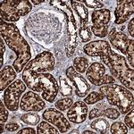 EVC2 Antibody in Immunohistochemistry (Paraffin) (IHC (P))