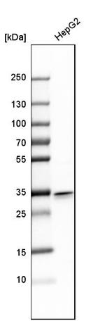 C20orf72 Antibody in Western Blot (WB)