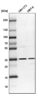 DNAJC17 Antibody in Western Blot (WB)