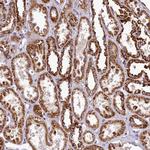 COQ9 Antibody in Immunohistochemistry (Paraffin) (IHC (P))