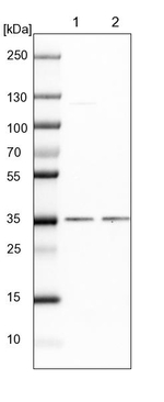 POLR2C Antibody in Western Blot (WB)