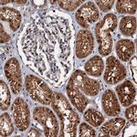 C18orf32 Antibody in Immunohistochemistry (Paraffin) (IHC (P))