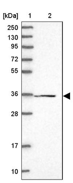 FAM98C Antibody in Western Blot (WB)