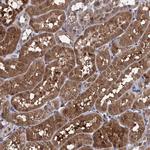 CPPED1 Antibody in Immunohistochemistry (Paraffin) (IHC (P))
