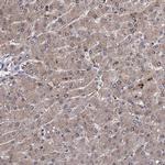CPPED1 Antibody in Immunohistochemistry (Paraffin) (IHC (P))