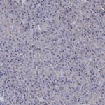 CPPED1 Polyclonal Antibody