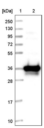 PSTPIP2 Antibody in Western Blot (WB)