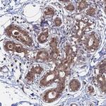 KIAA1328 Antibody in Immunohistochemistry (Paraffin) (IHC (P))