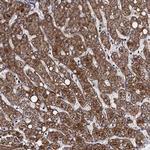 VPS37D Antibody in Immunohistochemistry (Paraffin) (IHC (P))