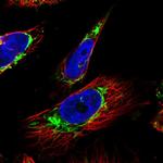 OCIAD2 Polyclonal Antibody