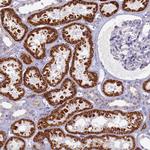 OCIAD2 Antibody in Immunohistochemistry (Paraffin) (IHC (P))