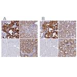 OCIAD2 Antibody in Immunohistochemistry (IHC)