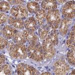 OCIAD2 Antibody in Immunohistochemistry (IHC)