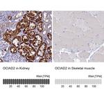 OCIAD2 Antibody