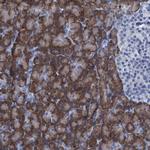 C10orf88 Antibody in Immunohistochemistry (Paraffin) (IHC (P))