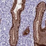 PRR15 Antibody in Immunohistochemistry (IHC)