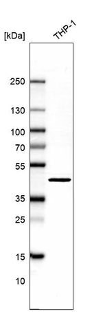HOMER3 Antibody in Western Blot (WB)