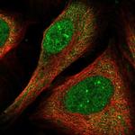 FLYWCH1 Polyclonal Antibody