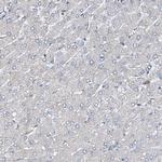 FLYWCH1 Antibody in Immunohistochemistry (Paraffin) (IHC (P))