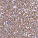ELOA2 Polyclonal Antibody