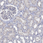 AgRP Antibody in Immunohistochemistry (Paraffin) (IHC (P))