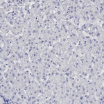 AgRP Antibody in Immunohistochemistry (Paraffin) (IHC (P))