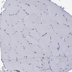 AgRP Antibody in Immunohistochemistry (Paraffin) (IHC (P))