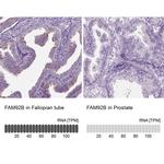 FAM92B Antibody in Immunohistochemistry (IHC)