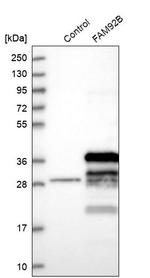 FAM92B Antibody in Western Blot (WB)