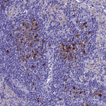 IGSF6 Antibody in Immunohistochemistry (Paraffin) (IHC (P))