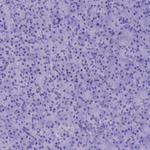IGSF6 Antibody in Immunohistochemistry (Paraffin) (IHC (P))