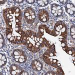 OTOL1 Antibody in Immunohistochemistry (Paraffin) (IHC (P))