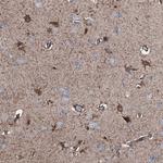 CTRP4 Polyclonal Antibody