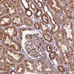 NCKAP5L Antibody in Immunohistochemistry (Paraffin) (IHC (P))