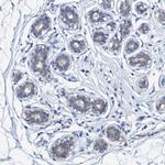 Beta-casein Antibody in Immunohistochemistry (Paraffin) (IHC (P))