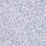 Beta-casein Antibody in Immunohistochemistry (Paraffin) (IHC (P))