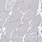 Beta-casein Polyclonal Antibody